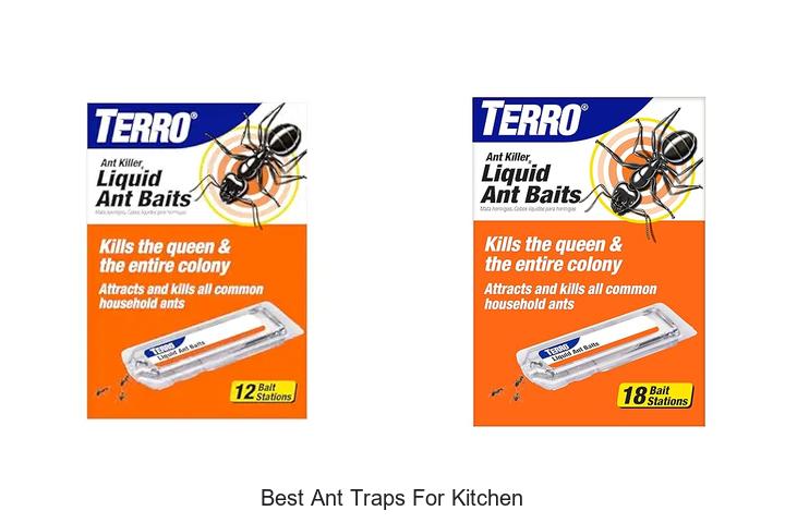 best ant traps for kitchen