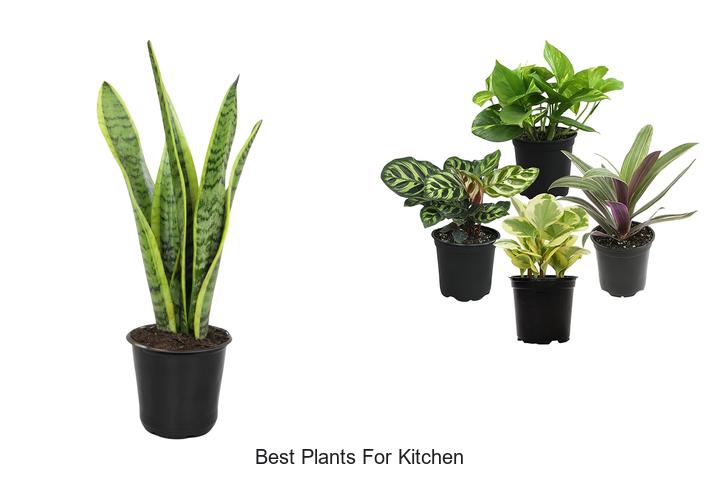 best plants for kitchen